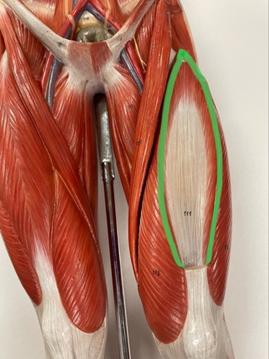<p>O: femur</p><p>I: tibial tuberosity via patellar ligament</p><p>A: extend knee</p>