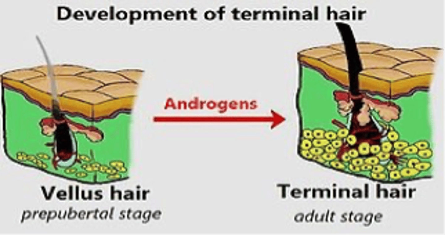 <p>Two Types of Hair:</p><p>Vellus</p><p>- Aka Peach fuzz</p><p>- Short, fine, unpigmented, inconspicuous</p><p>Terminal</p><p>- Coarse, thicker, more conspicuous, pigmented</p><p>- Mature hair</p>