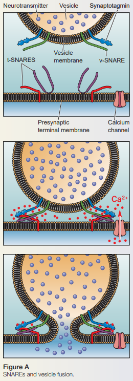 <ul><li><p>V-SNARES on the vesicle bind to t-SNARES on the presynaptic terminal membrane</p></li><li><p>The cytosolic ends of these SNAREs bind very tightly to one another </p><ul><li><p>Allows a vesicle to dock very close to a presynaptic membrane</p></li></ul></li></ul>