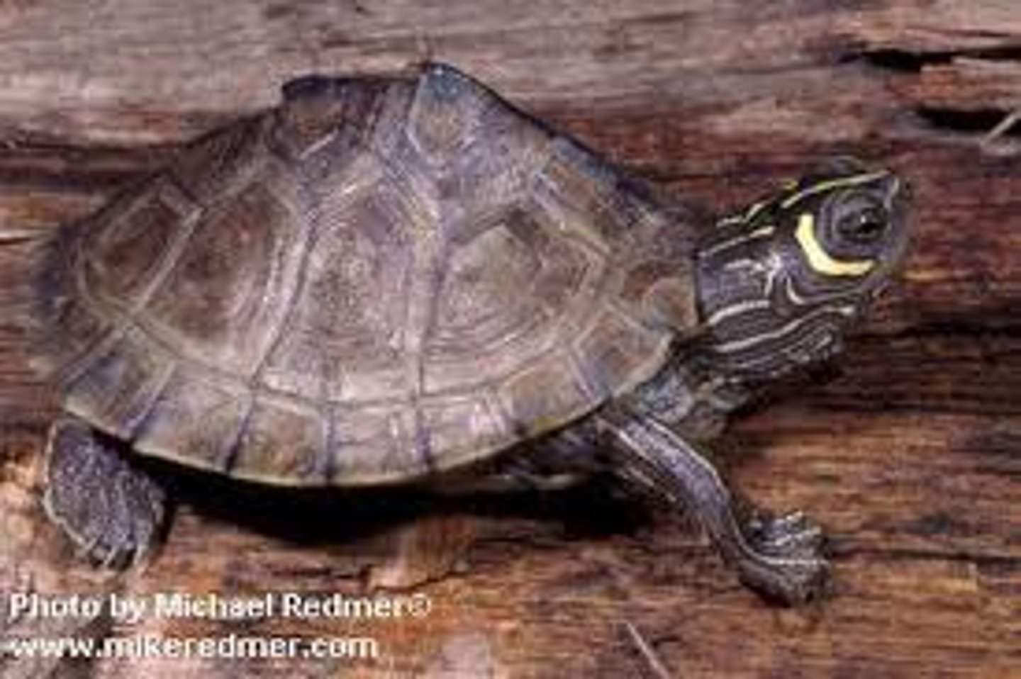 <p>Earliest fossil ("oldest reptiles"), body covered by a shell, beak instead of teeth</p><p>Ex: turtles (aquatic) &amp; tortoise (terrestrial)</p>