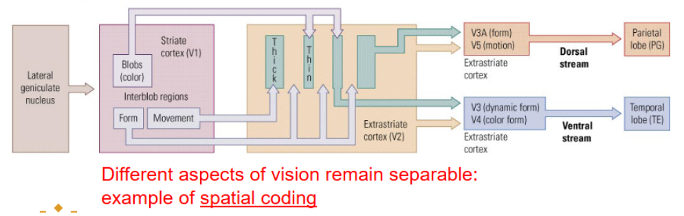 <p>Different aspects of vision remain separable. </p>
