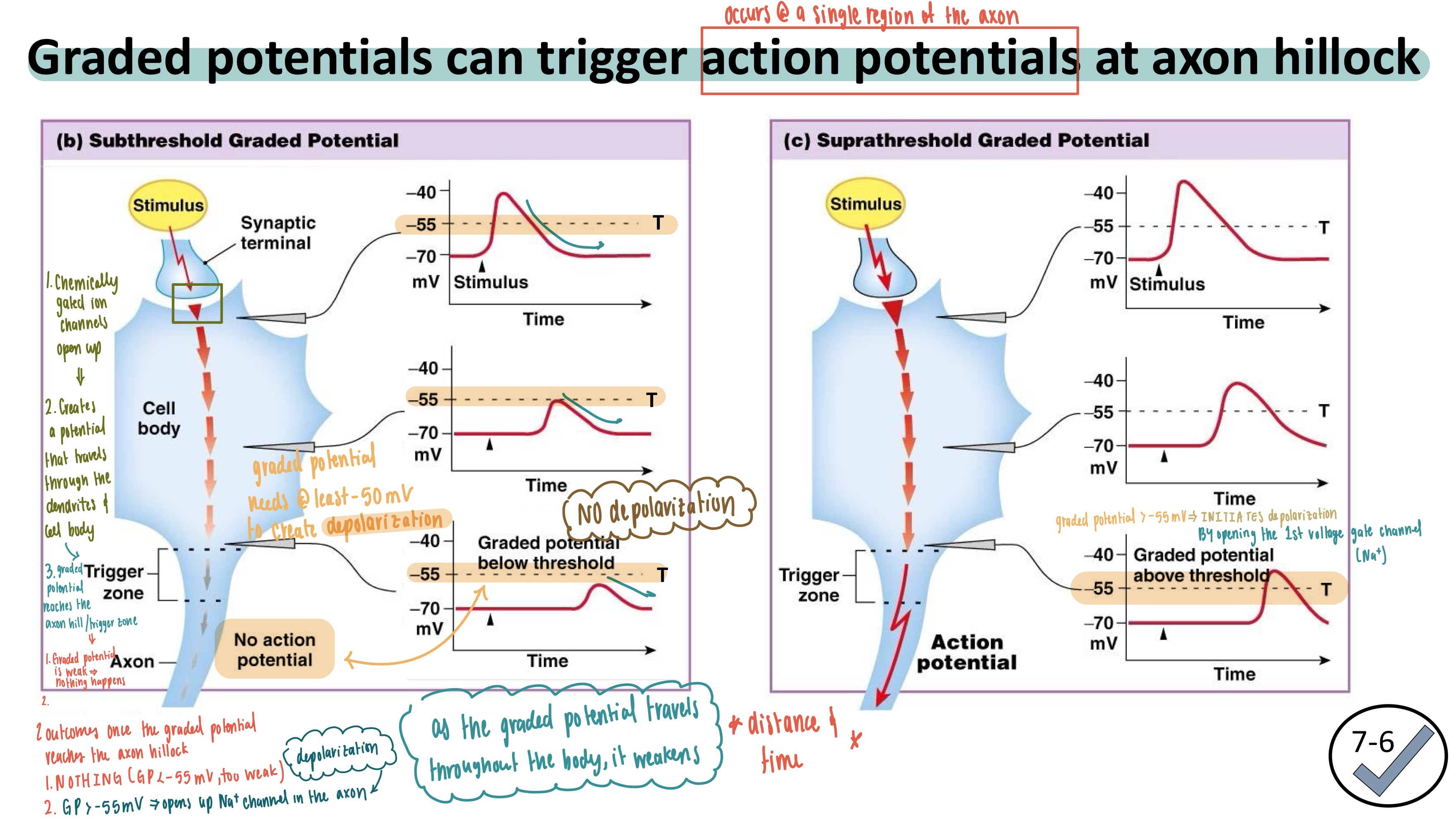 <ul><li><p><strong>Subthreshold stimulus</strong>: less than -55 mV</p></li><li><p>at LEAST-55mV to trigger an action potential</p></li></ul><p></p>