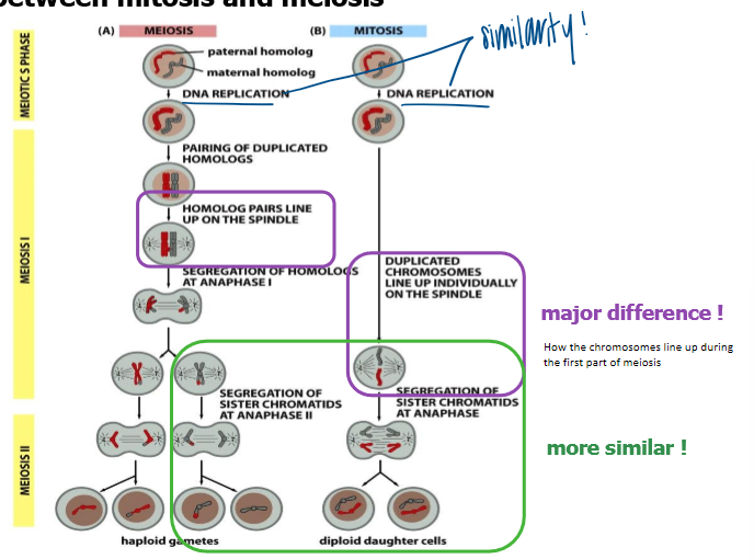 <p>meiotic S phase </p><ul><li><p>both undergo dna replication </p></li></ul><p>meiosis I (major difference) </p><ul><li><p>meiosis: homolog pairs line up on the spindle </p></li><li><p>mitosis: duplicated chromosomes line up indvidiually on the spindle </p></li></ul><p>meiosis II </p><ul><li><p>both segregate sister chromatids at anaphase </p></li></ul><p></p>