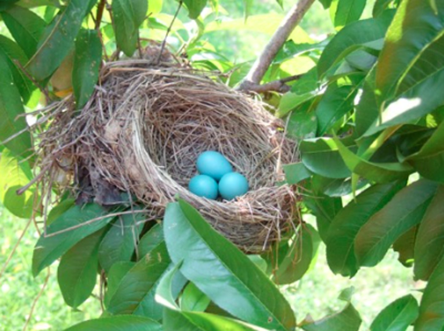 <p>What type of birds' eggs are these?</p>