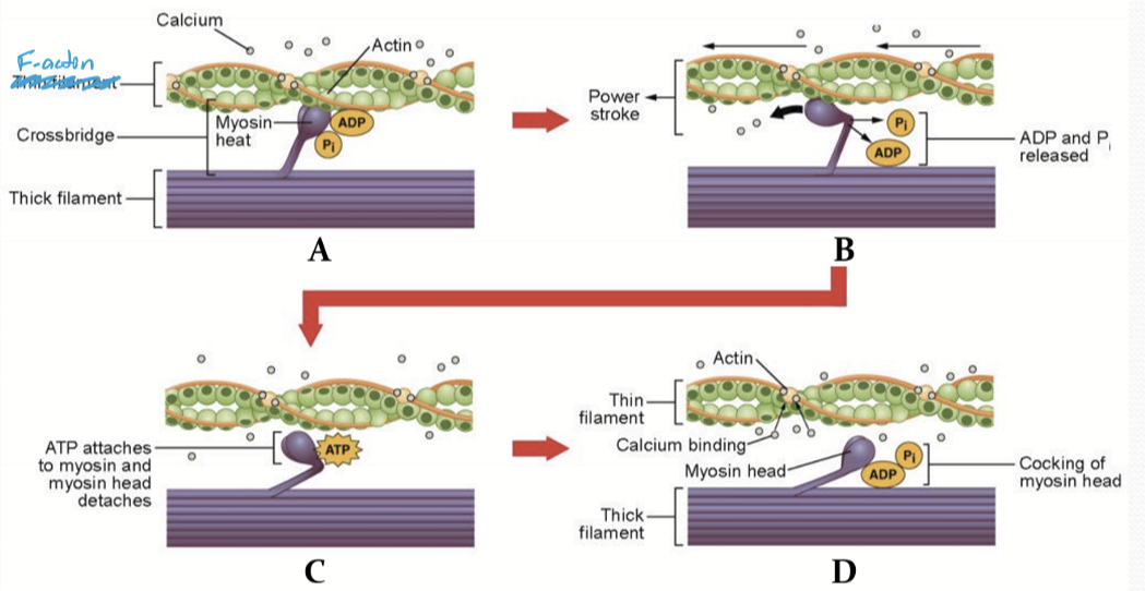 <ol><li><p>Myosin head associates with F-actin</p></li><li><p>The release of ADP/P induces myosin head to move/power stroke</p></li><li><p>Myosin head attaches to to ATP and releases F-actin (has ATPase to hydrolyze ATP)</p></li><li><p>ATP is hydrolyzed to ADP/P causing myosin head to bend backward, storing potential energy</p></li></ol><p></p>