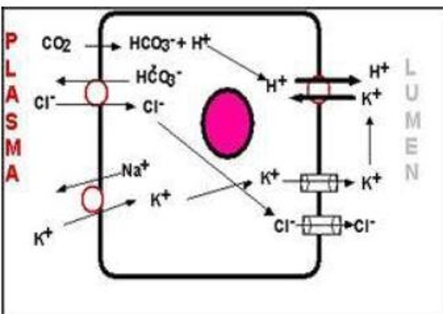 <p>-<strong>H+ &amp; HCO3-</strong> are produced by parietal cells from <strong>CO2</strong> generated through normal cell metabolism<br>-Parietal cells are enriched with the catalytic enzyme <strong>Carbonic Anhydrase</strong><br>-<strong>HCl</strong> secretion from <strong>parietal cells</strong> into the <strong>gastric lumen</strong> involves an <strong>active transport</strong> mechanism that depends on several types of <strong>membrane electrolyte transporters</strong><br>-<strong>(H+-K+)-ATPase</strong>, pumps metabolically produced <strong>H+</strong> (H+ inside cell) across the <strong>Apical</strong> membrane in <strong>EXCHANGE</strong> for luminal <strong>K+</strong></p>