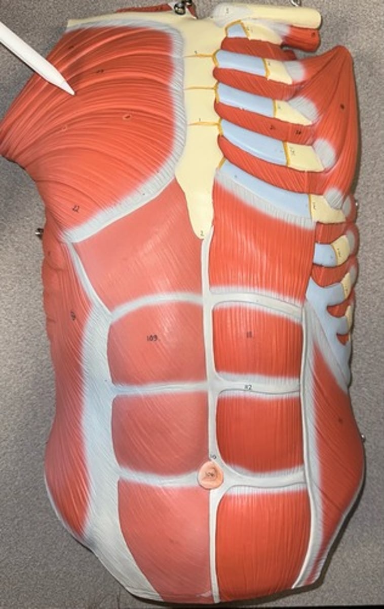 <p>What are the (5) attachments of the Pectoralis Major?</p>
