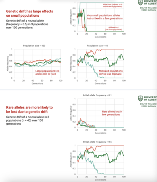 <p>Reduces genetic variation in a population through loss of alleles.</p>