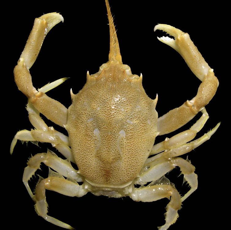 <p>a crucial developmental stage in the life cycle of certain crustaceans, particularly decapods (crabs) , that occurs after the larval stages, such as nauplius and zoea</p>