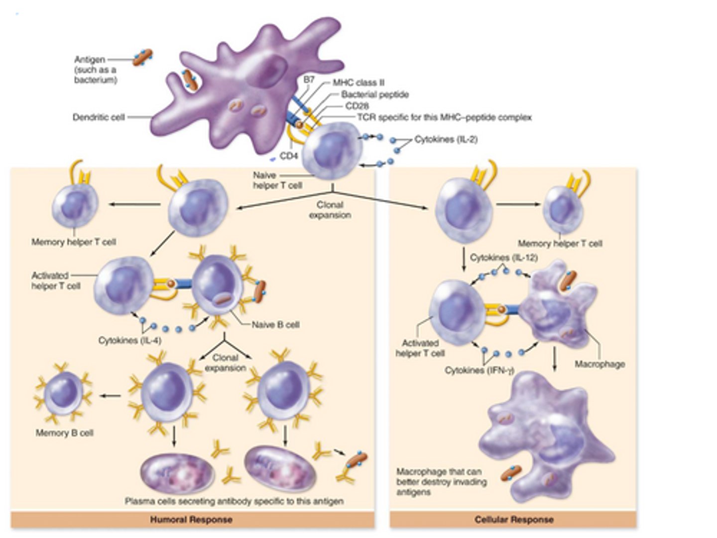 <p>Antigen from bacteria engulfed by dendritic cell → carries bacterial peptide (antigen with specific receptor) → binds with TCR → clonal expansion → memory helper T cell → cytokines → recruit B cells + attach to activate T cells → activated B cell → clonal expansion → memory B cell → "activated B cell" = plasma cell</p>