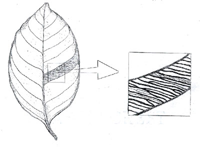 <p>Ladderlike pattern of venation</p>