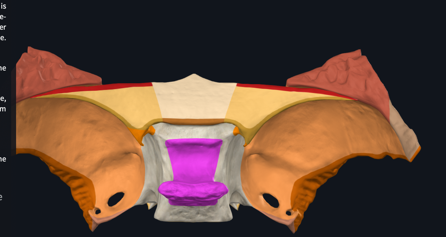 <p><span>portion in the middle of sphenoid bone where the hypophyseal gland or pituitary gland sits </span><span style="font-family: Calibri, sans-serif"> </span></p>