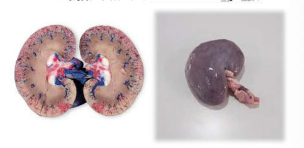 <p>What species does this kidney belong to? </p>