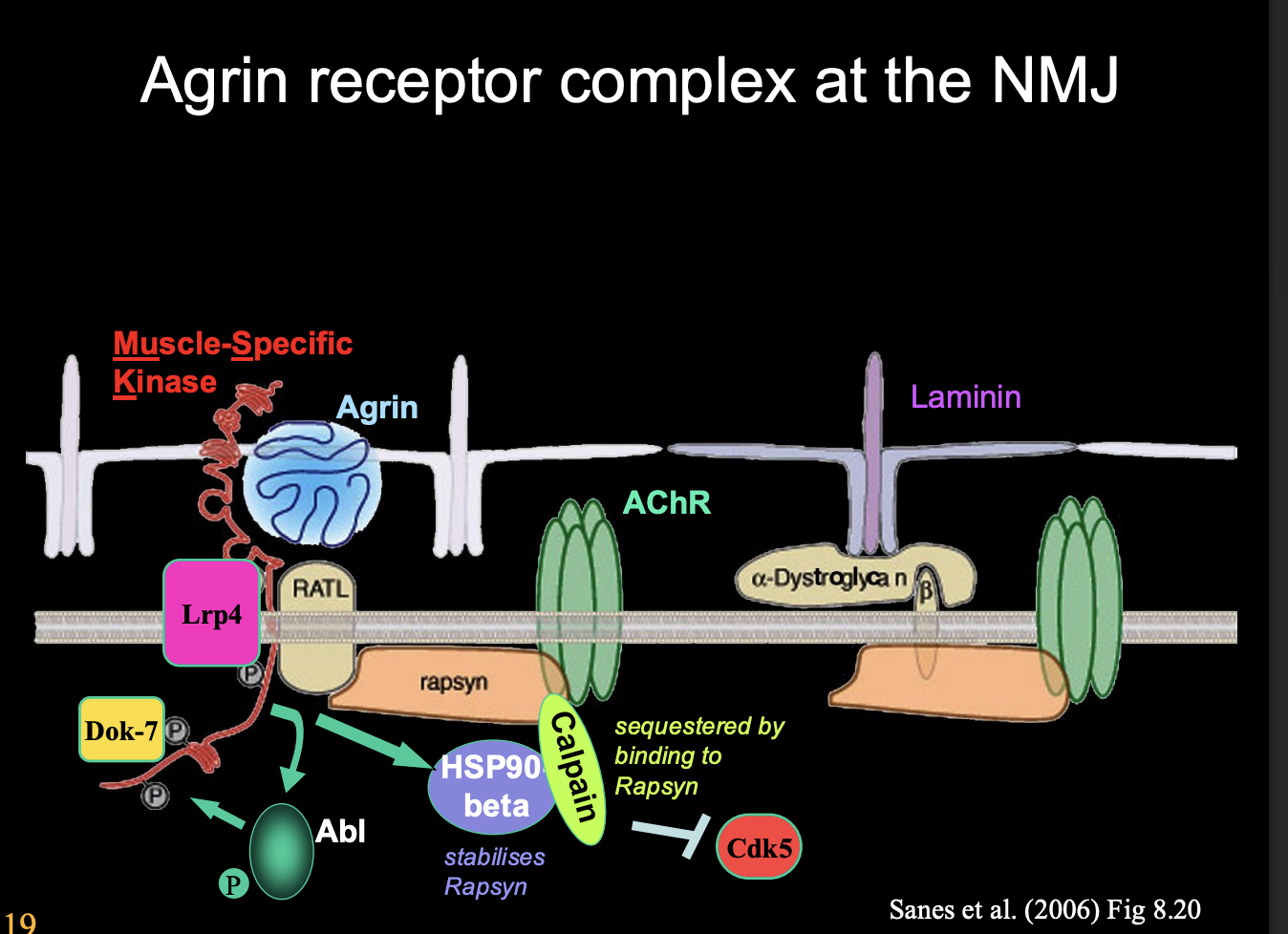 <ol><li><p>Agrin binds </p></li><li><p>Activates MuSK</p></li><li><p>activates Lrp4</p></li><li><p>activates HSP90</p></li><li><p>sequesters protease</p></li><li><p>allows cdk5→ <strong>bind and anchors down cytoskeleton</strong></p></li><li><p>another kinase cascade</p></li><li><p>break up whole thing??</p></li></ol><p></p>