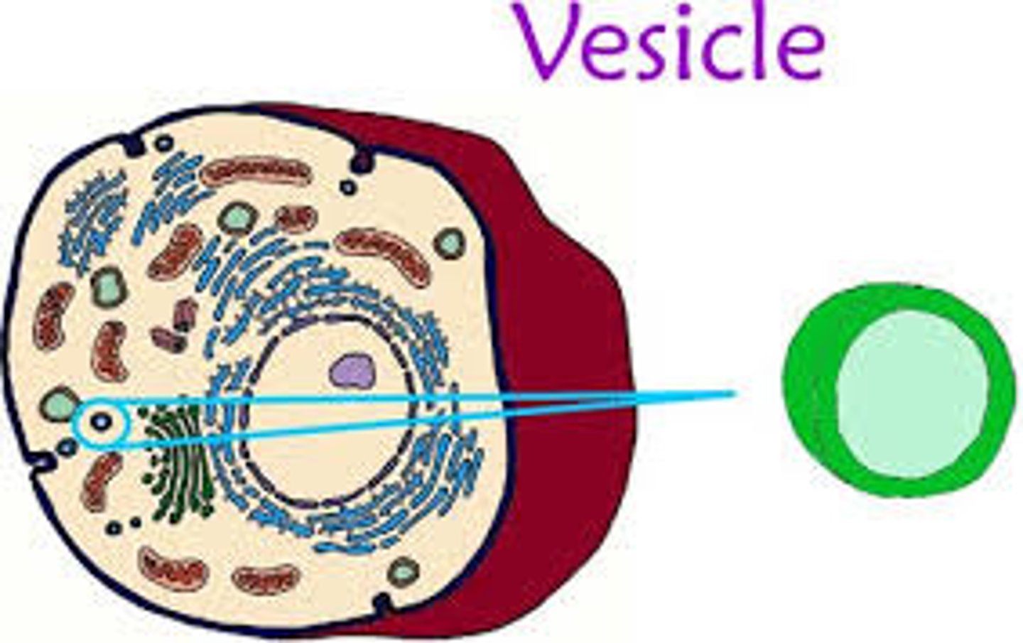 <p>small droplets of fluid, enclosed in a membrane. probably played a part in early evolution of cells.</p><p>- today, it is usually found near the golgi apparatus.</p>