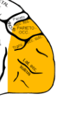 <ul><li><p>Lokalisation: Anteriort for primære visuelle cortex i occipitallappen</p></li><li><p>Funktion: Bearbejder og integrerer synsinput</p></li></ul><p></p>