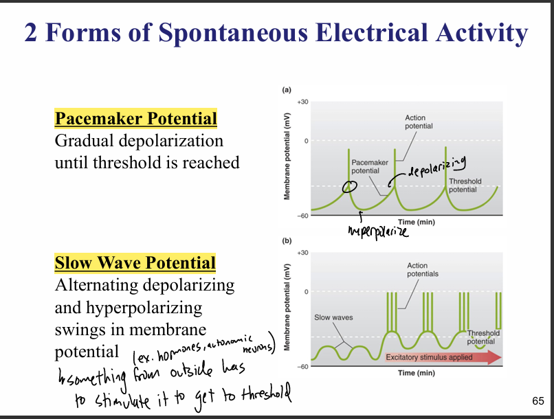 <p>spontaneous electrical activity (some sm cells generate AP w/o any input)</p><ul><li><p>pacemaker potential- membrane potential charge occurring during spontaneous depolarization to threshold </p><ul><li><p>slow waves- membrane potential drifts up and down bc of variation in ion flux across the membrane (doesn’t always get to threshold) </p></li></ul></li><li><p>pacemaker cells are found in GI tract—&gt; gut sm cells contracts rhythmically even in absence of neural input </p></li></ul><p></p>