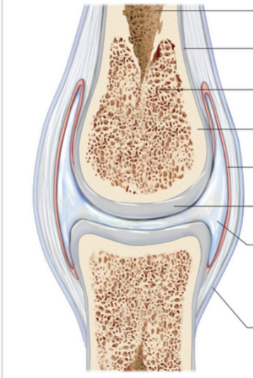 <p>Allows for free movement between bones with no friction (i.e. shoulder, knees)</p>