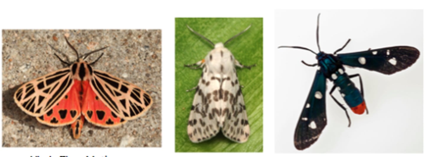 <p>stout furry bodies, broad wings, variety of bright colors, differentiated through wing venation, tympanum well developed on both sides of abdomen, tymbal organ on metathroax (produces ultrasound), contains toxic substances, most adults do not feed</p>