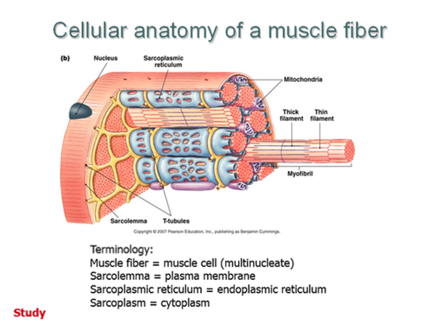 <p>the cytoplasm of striated muscle cells</p>