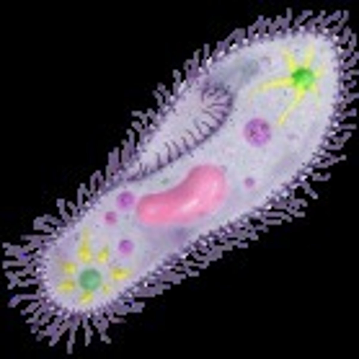 <p>a single cell eurkaryote</p>