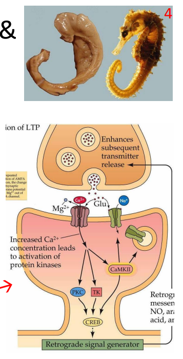 <p>- regulates memory formation and storage</p><p>- regulates glutamate neurotransmission via NMDA receptors</p><p>- fed by pleasure (dopamine) and fear (amygdala) pathways</p><p>.</p><p>DONT HAVE TO MEMORISE HTE BOTTOM THING</p>