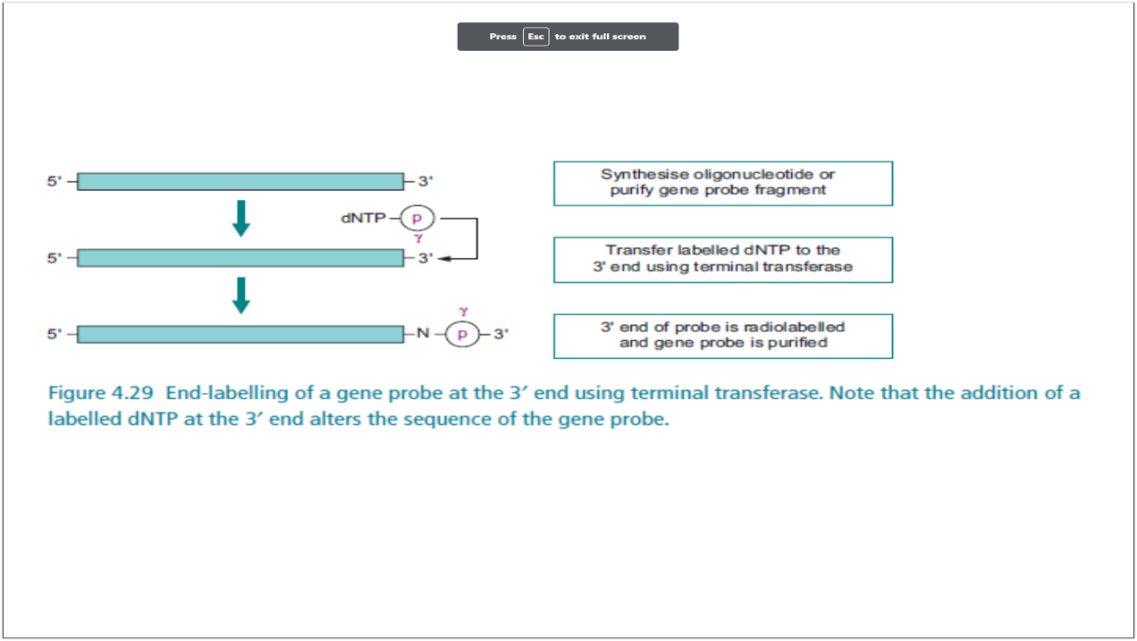 <p>synthesize oligonucleotide or purify gene probe fragment, transfer labelled dNTP to the 3’ end using terminal transferase, 3’ end is radiolabelled and gene probe is purified</p>