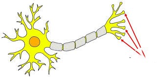 <p>the specialized structure at the end of an axon that releases neurotransmitters to communicate with other neurons or target cells. </p>