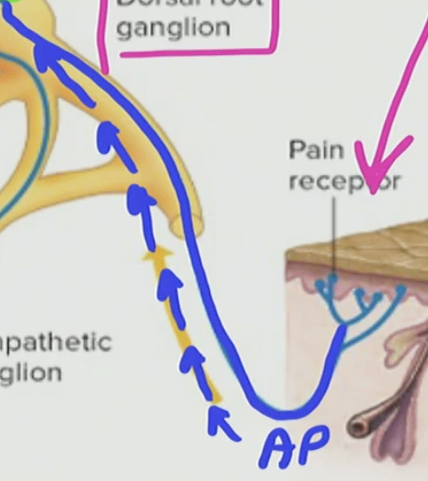 <p>What is this modified dendrite process called </p>