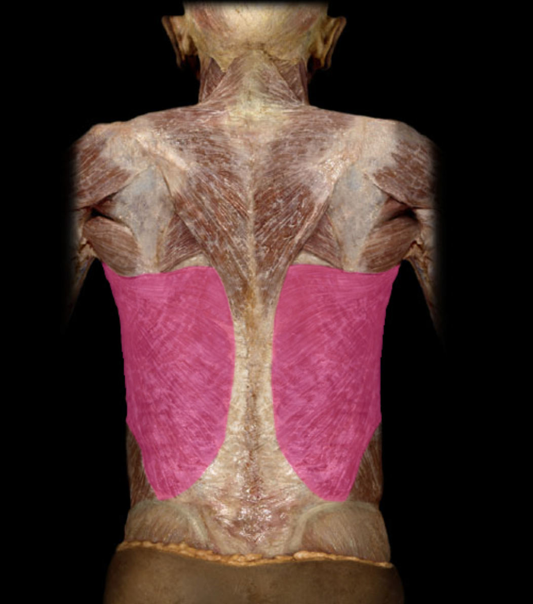 <p>Latissimus dorsi m. (innervation)</p>
