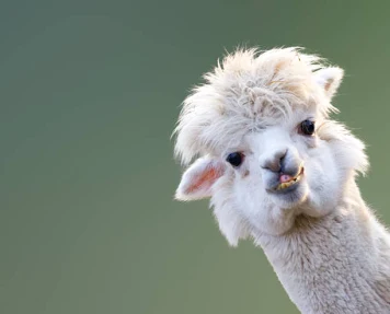 <p>Lama</p>