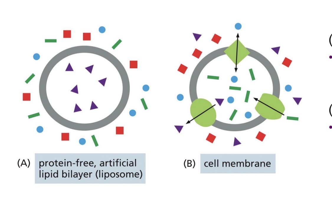 <p>Artificial bilayer</p><ul><li><p>impermeable to most water soluble molecules</p></li></ul><p>Cell membrane</p><ul><li><p>membrane transport proteins to transfer specific molecules — facilitated transport</p></li><li><p><span style="color: yellow;">can control selectivity and directionality</span></p></li></ul><p></p>