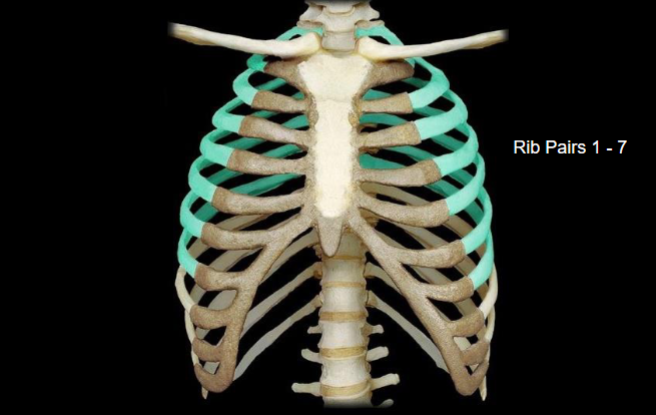 <p>What type of ribs are highlighted in this image?</p>