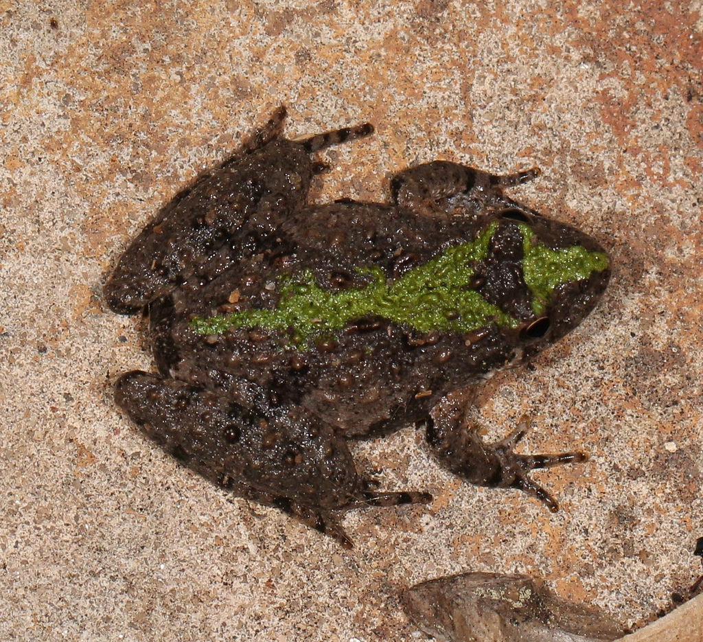 <p>Eastern cricket frog</p>