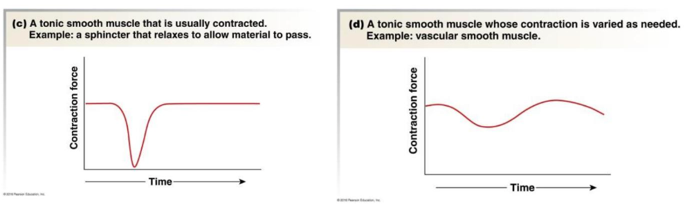 always someone contracted, may increase or decrease level of contraction