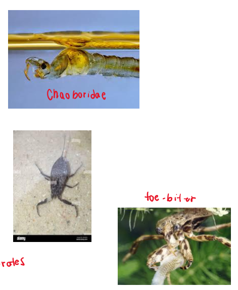 <p>Other adaption for predators</p>