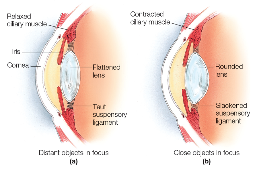 <p>dilation: rounds</p><p>constriction: flattens</p>