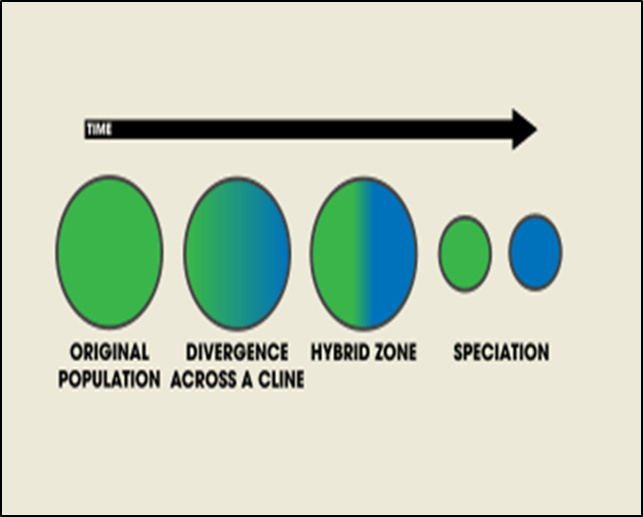 <p>Two populations that have different roles share a common border called the “hybrid zone” that allow for some gene flow</p>