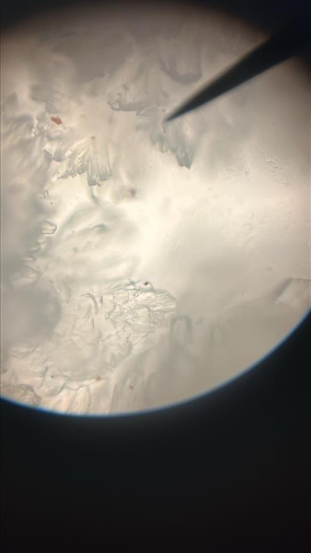 <p>Identify the substance.</p>