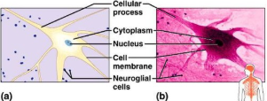 <p><span>BLANK tissues are<strong> found in the brain, spinal cord, and nerves.</strong></span></p>