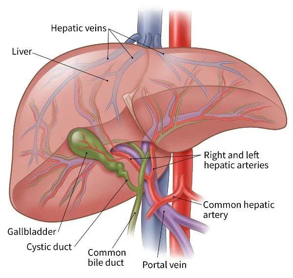 <p>Hepatic Artery</p>