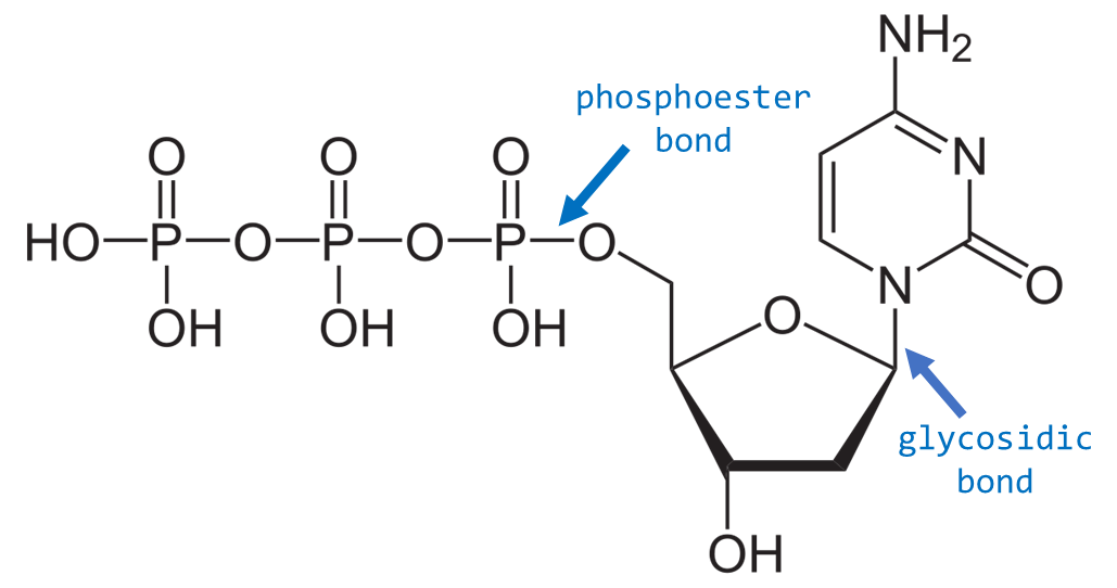 <p>The bond that attaches the nitrogenous base to the sugar at the 1' carbon position</p>