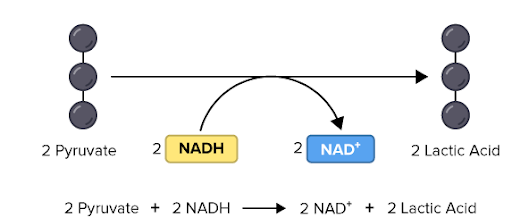 <p>Lactic acid fermentation</p>