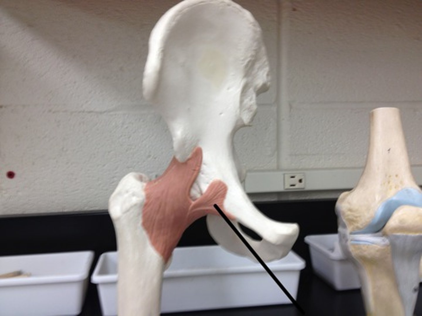 <p>Fx: connects pubis to femur</p>