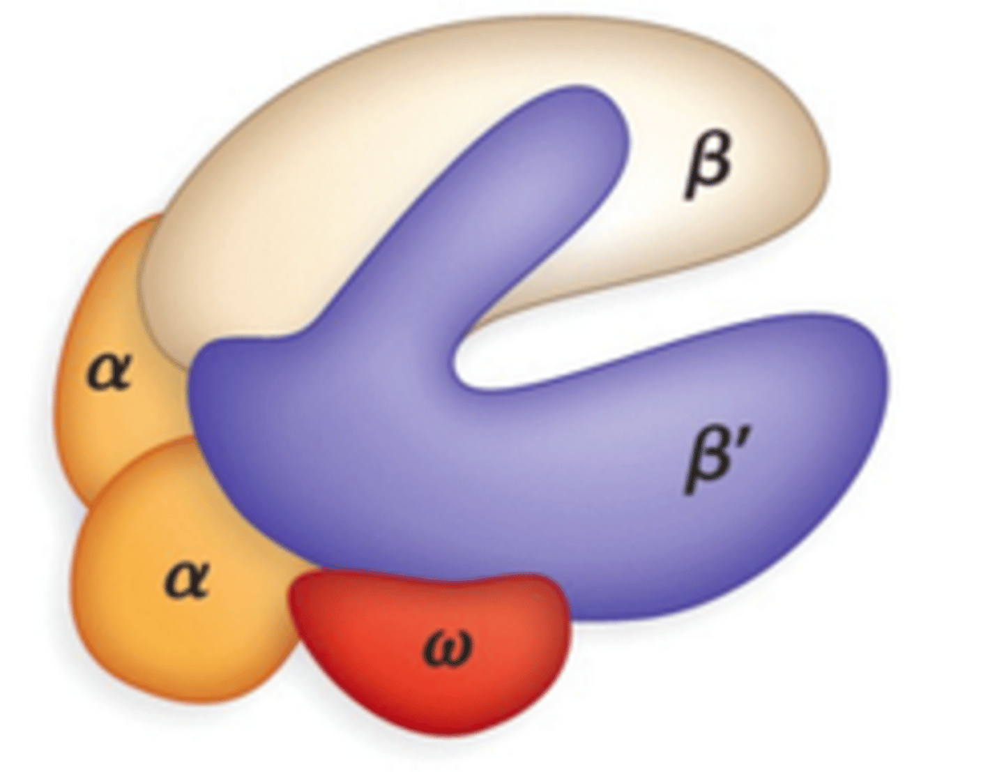 <p>In eukaryotes, RNA Pol II is typically composed of 12 subunits (RPB1‐12)</p>