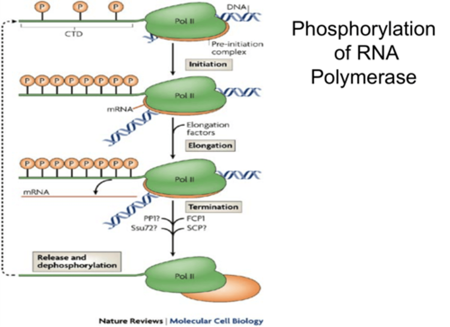 <p>phosphorylation patterns changing to recruit specific factors during initiation, elongation, and termination</p>