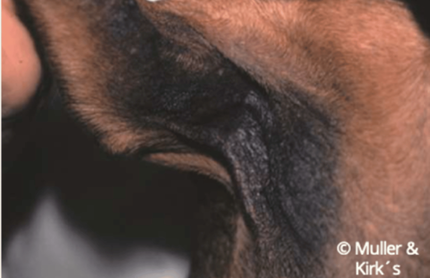 <p>¿lesión?</p><p>¿primaria o secundaria?</p>