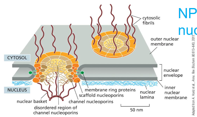 <p>selective transport of macromolecules</p><p>free diffusion of molecules &lt;5000 daltons</p><p>transport of cargo occurs in both directions</p><p>made up of nucleoporins that facilitate transport with the nuclear import/export receptor</p>