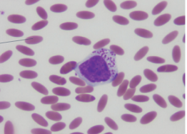 <p>What species blood</p>