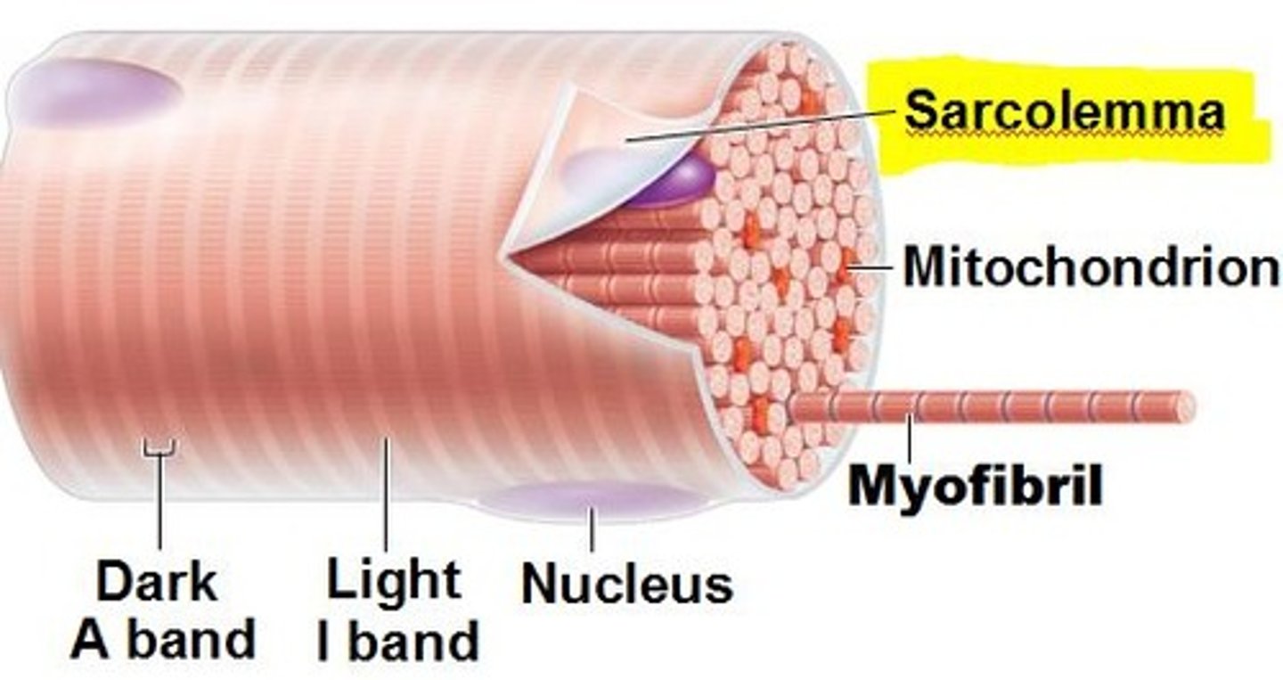 <p>tubular sheath which envelopes the fibers of skeletal muscles</p>